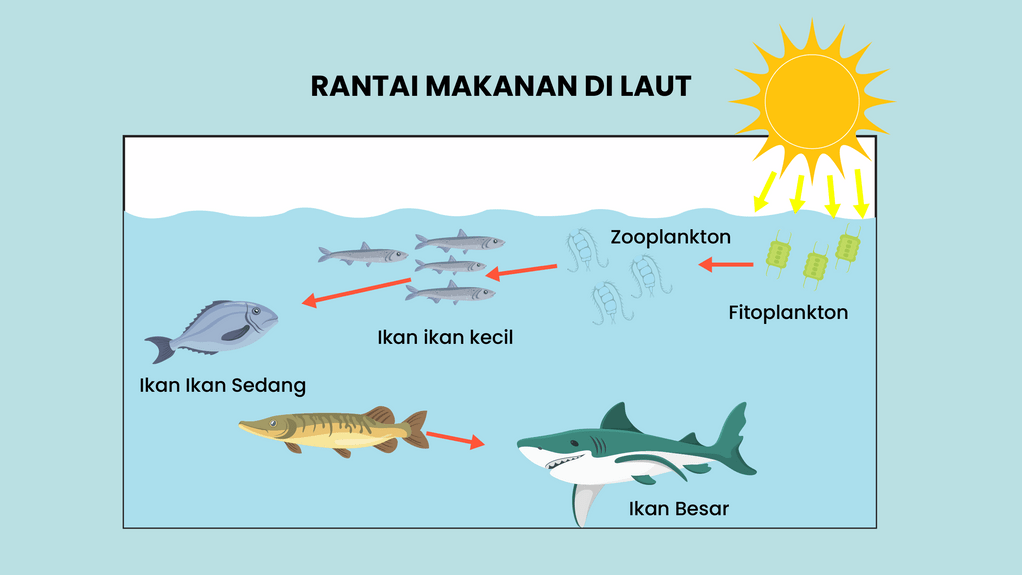 Rantai Makanan Ekosistem Laut